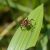 Borelioza: Objawy, diagnostyka i leczenie choroby z Lyme